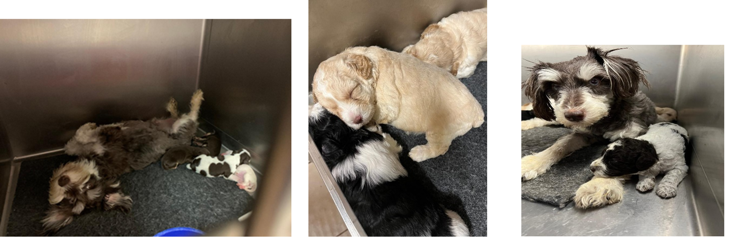 Puppies with their mom