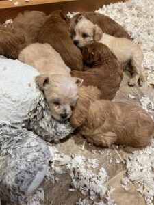 Schnauzer Litter