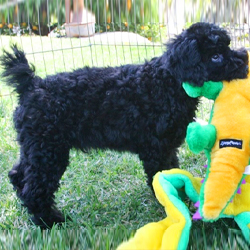 Miniature Schnoodle Puppies Miniature Schnoodle Puppies