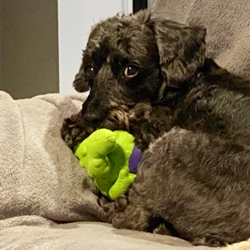 Miniature Schnoodle Puppies Miniature Schnoodle Puppies