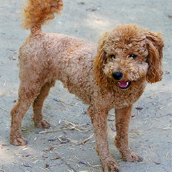 Miniature Poodle Miniature Poodle