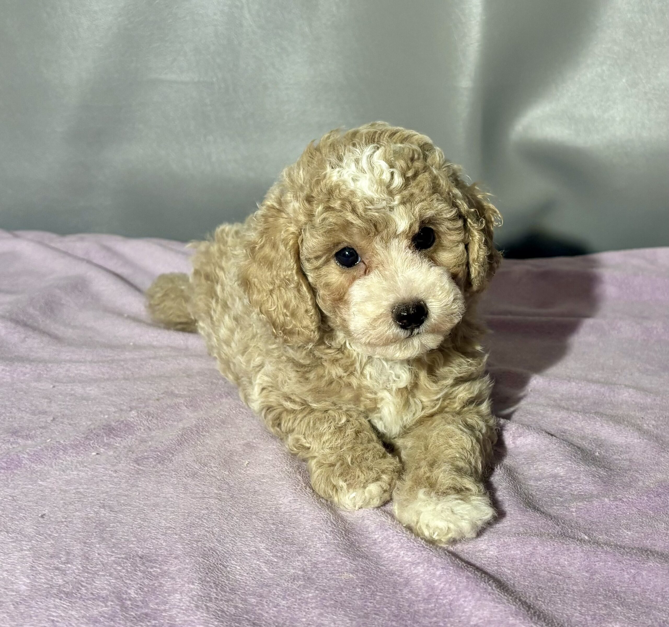 Miniature Poodle