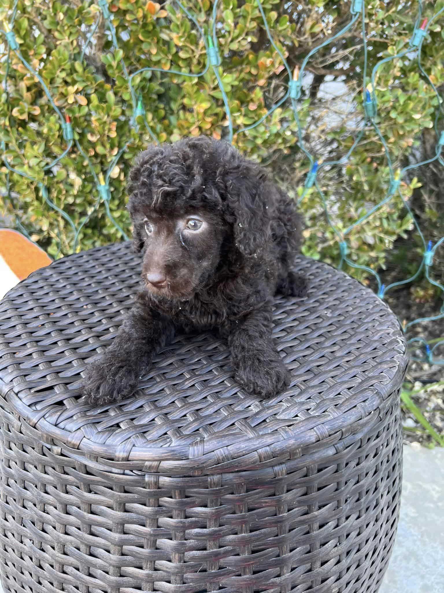 Miniature Poodle