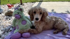 Hypoallergenic Poodle