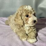 Miniature Poodle Miniature Poodle